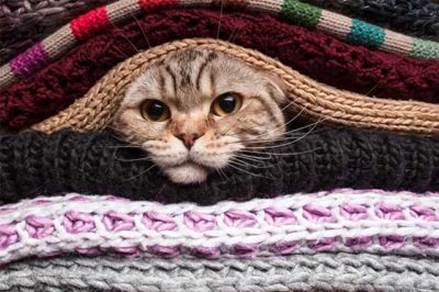 Как избавиться от кошачьей шерсти на одежде и в квартире?